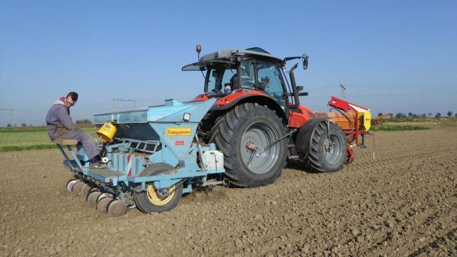 Overwintersplantuien Troy planten in Lewedorp
