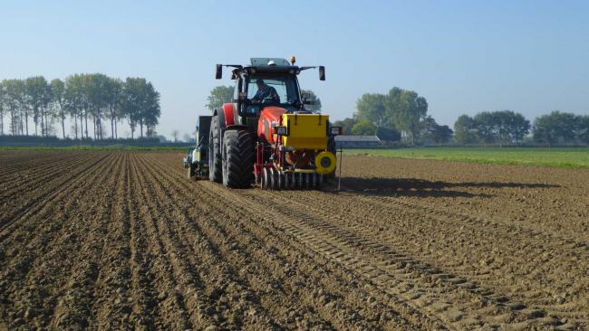 Overwintersplantuien Troy planten in Lewedorp