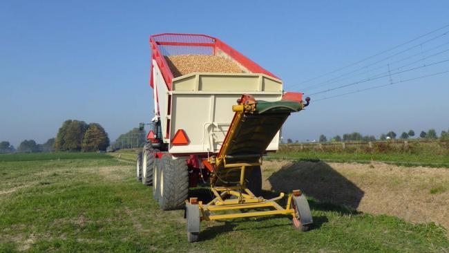 Overwintersplantuien Troy planten in Lewedorp
