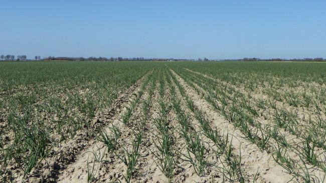 Winterplantuien Troy - De Groot en Slot