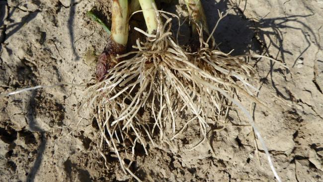 Winterplantuien Troy - De Groot en Slot