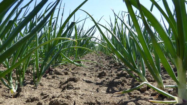 Plantuien De Groot en Slot