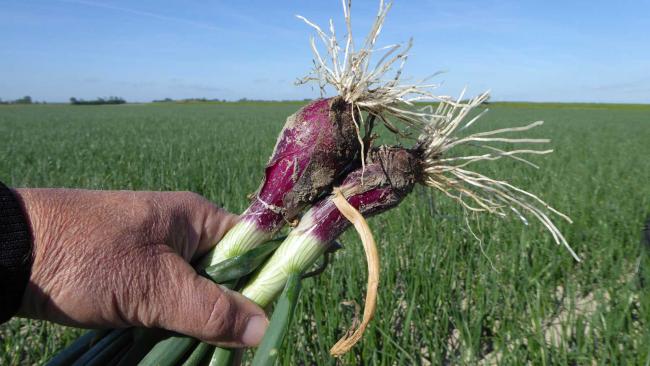 Plantuien De Groot en Slot