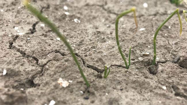 Herstellende uienplantjes na hagelschade