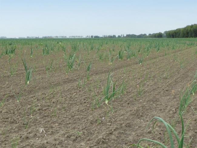 Droogte wegval