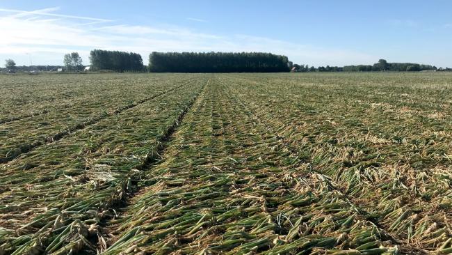 groenig rooien
