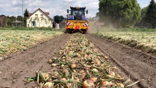 groenig rooien
