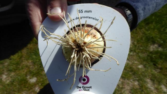 Plantuien De Groot en Slot