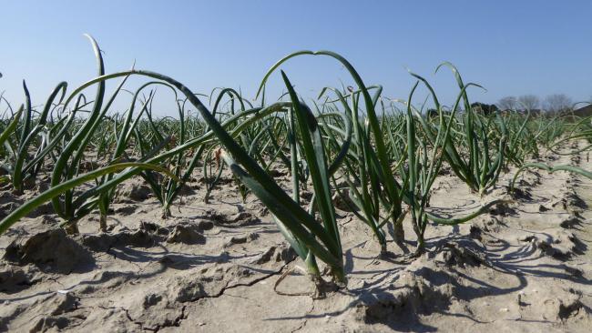 Winter plantuien Troy De Groot en Slot