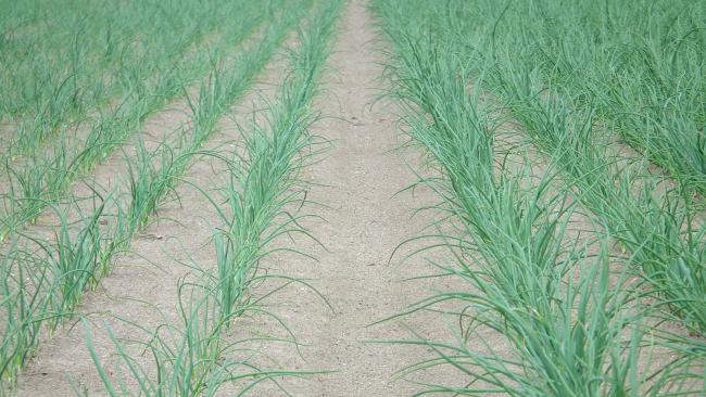 Priming uien