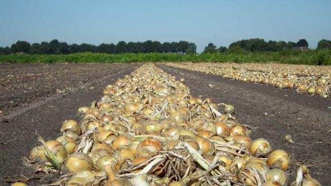 Demodag Drenthe