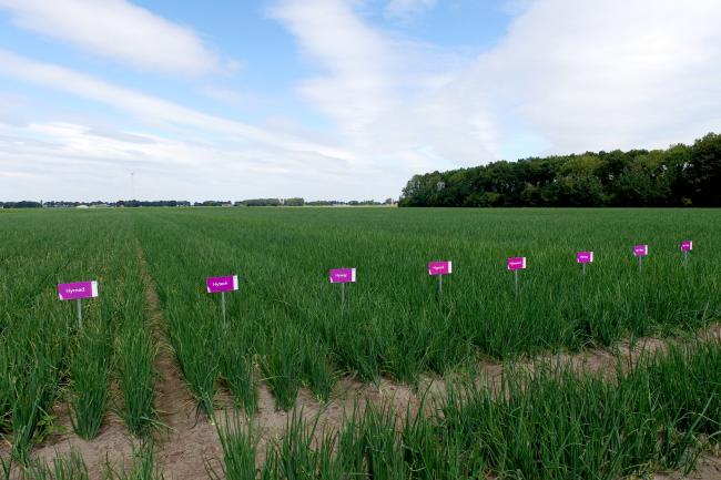 Hy-rassen in Drenthe