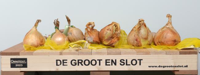 De Grootste Ui