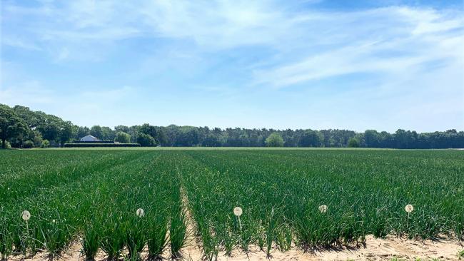Demoveld plantuien Sint Odiliënberg