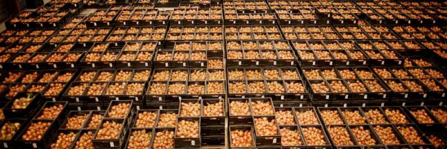 Assortiment uien