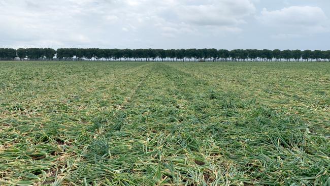 groenig rooien