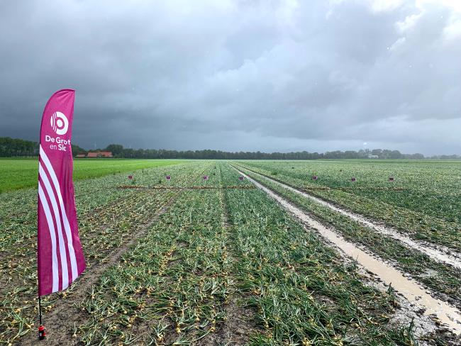 Plantuiendemo