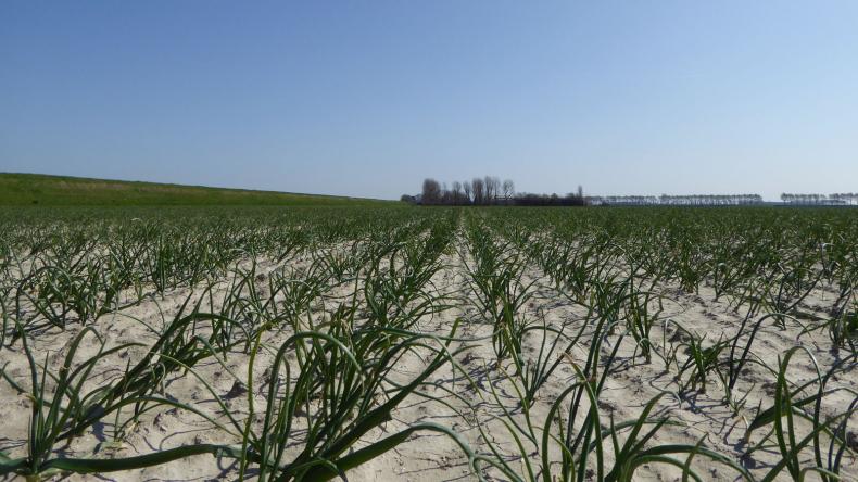 Winter plantuien Troy De Groot en Slot