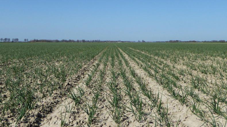 Winter plantuien Troy De Groot en Slot