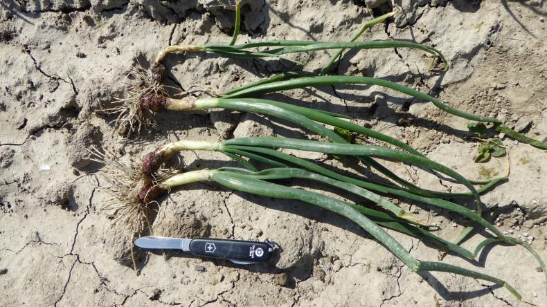 Winter plantuien Troy De Groot en Slot