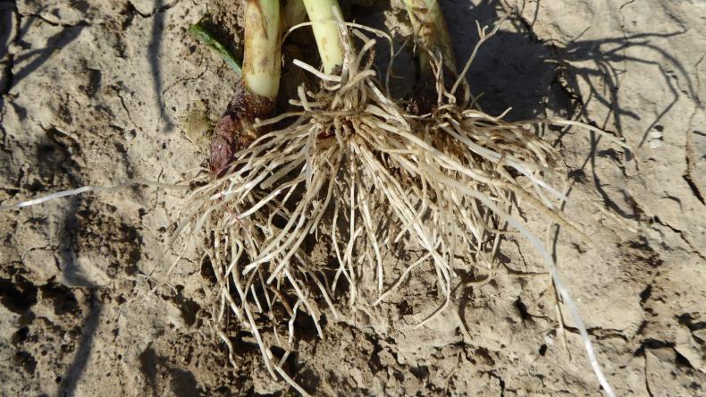 Winter plantuien Troy De Groot en Slot