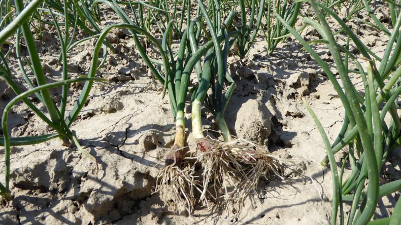 Winter plantuien Troy De Groot en Slot