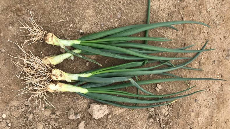Plantuien De Groot en Slot