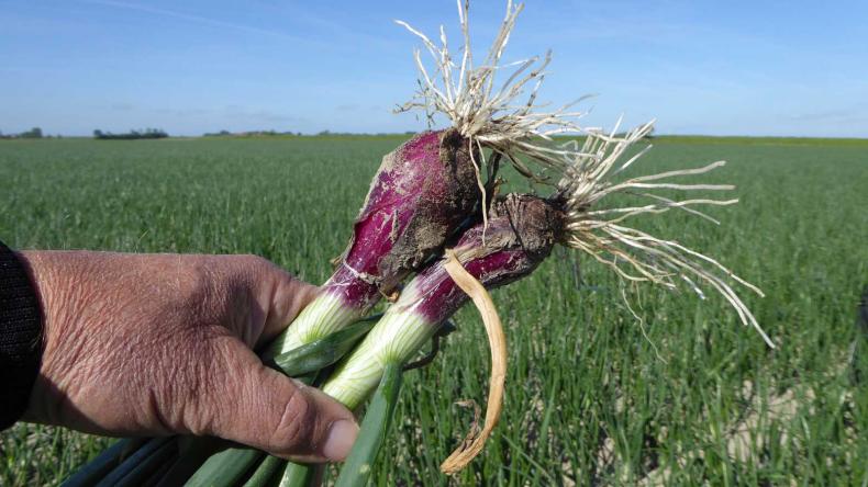 Plantuien De Groot en Slot