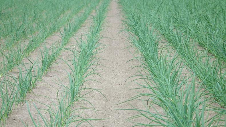 Priming uien